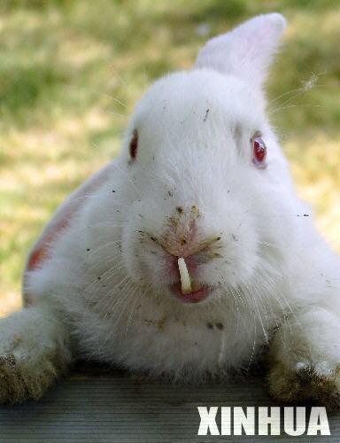 新疆一可爱小兔牙齿长达5厘米吃草困难 