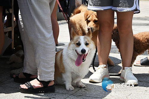 养犬市民请给爱犬 上牌 长沙已有37人因违法违规养犬被处罚 