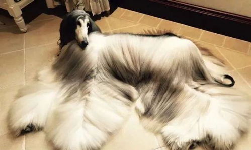 他花10多万元给这只狗界的 秀发王 护发