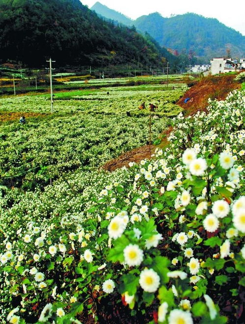 贡菊花开香满坡 