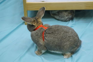 兔子去毛膏成年兔直接吃,兔去毛膏有必要喂成年兔吗