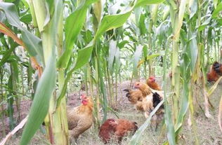 玉米地如何养鸡 玉米地养鸡一亩养多少