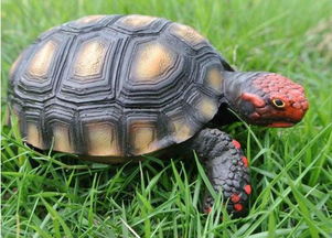 科普 八大象龟之一的红腿陆龟饲养全攻略
