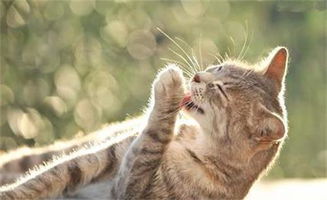 宠物趣事 猫吃完化毛膏多久能排出体外