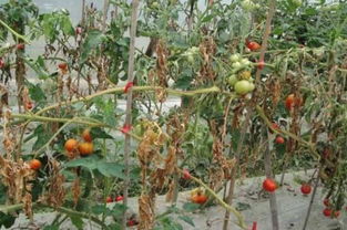 阳台盆栽西红柿的种植方法,4个步骤教你怎么盆栽西红柿 