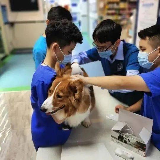 深圳养犬人注意 11月开始,未注射芯片的犬只将收到严格执法处罚 宠物 
