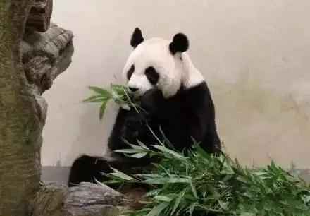 喜欢熊猫是什么性格 