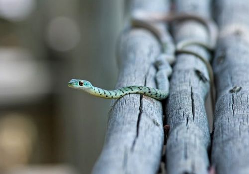 被宠物蛇咬伤该如何处理 如果有蛇牙残留怎么办,养宠物蛇需要注意什么