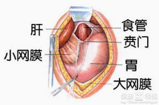 贲门癌手术后怎样治疗