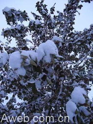 中国北方雨雪来袭大幅降温 交通大受影响 11 