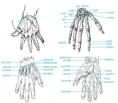 手部结构,速写中手部的刻画,分析手的造型规律