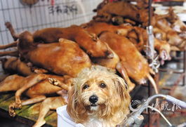广西玉林狗肉节不顾抗议如期办 1天吃掉上万条狗 