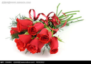 红玫瑰花束图片 1066861 花草树木 