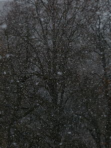 雪舞飘飘古诗韵——探寻历代诗人笔下的冬日仙境，雪的古诗有什么?