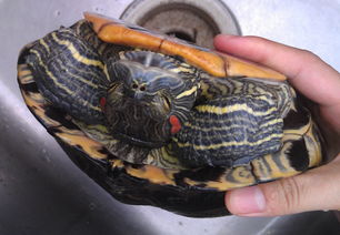 巴西红耳龟的寿命？
