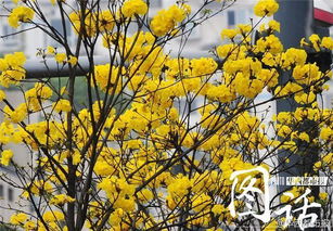 巴西的国花是什么花,黄花风铃是黄钟花吗