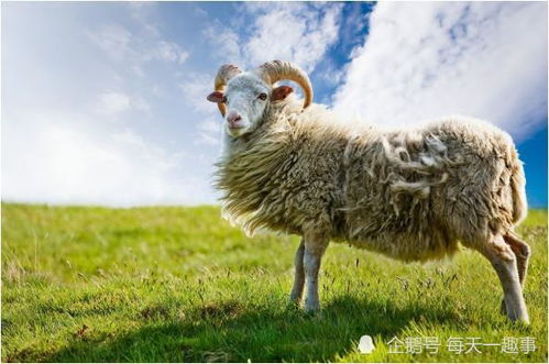 老人说得没错,10月下旬生肖羊的命运一般人比不了,尤其是79年的