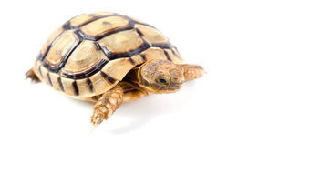 关于养龟的生活小知识,您都了解了吗