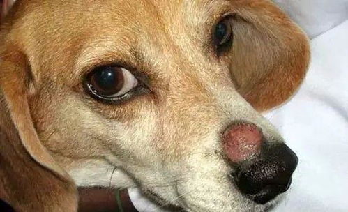 狗狗皮肤病治疗方法 宠物真菌螨虫细菌皮炎脓皮湿疹毛囊炎的区别及预防教程 