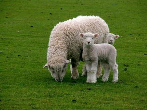 2003年10月属羊男孩什么命(2003年10月出生属羊是什么命)
