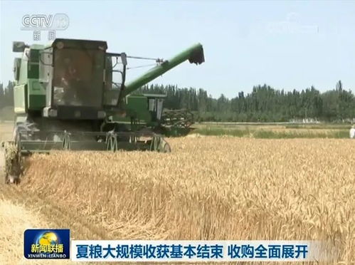 山东夏粮集中收购接近尾声，小麦收购总量超过1000万吨