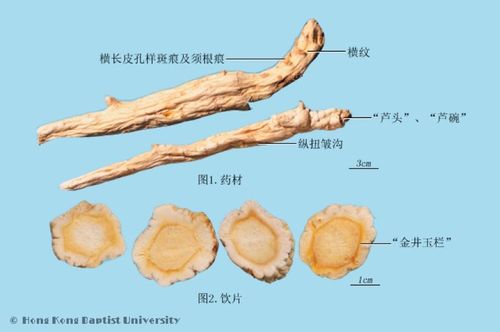 常见中药传统鉴别术语 二