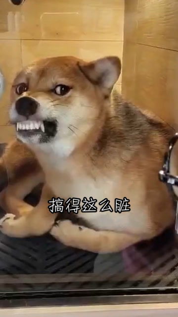 柴犬挑逗金毛,看起来好像不太聪明的样子,再也不带你出来玩了 