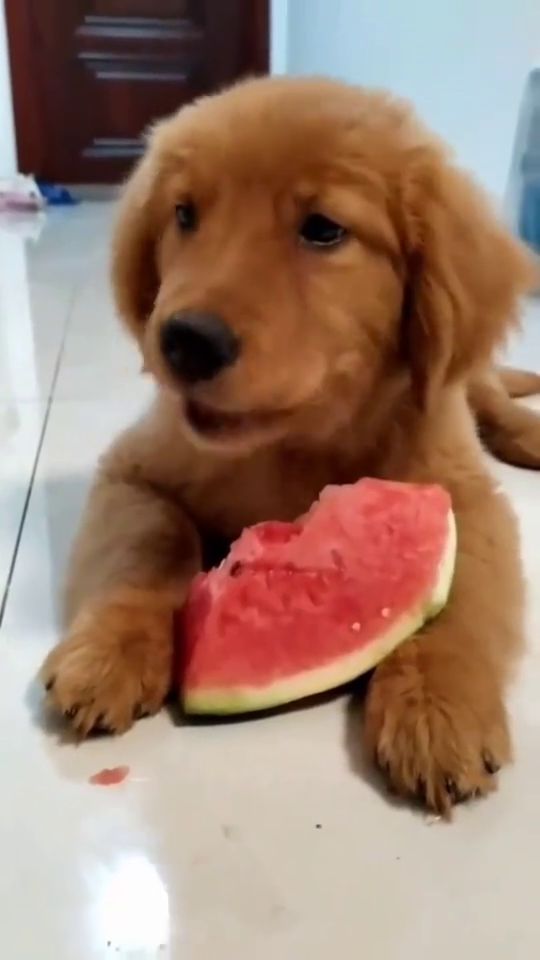 大家见过吃西瓜的狗狗吗 