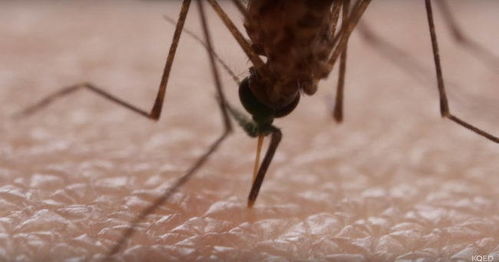蚊子如何找到我们的血管 是时候了解一下真相了