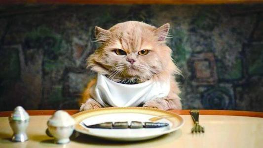 能给猫吃薯片么 猫能吃什么零食 