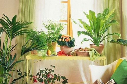 家里养什么植物风水好 室内植物摆放风水详情 