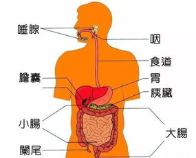 消化系统的组成包括（　　）A．口腔、食管和胃B．口腔、胃和小肠C．消化管和消化腺D．消化管和胃