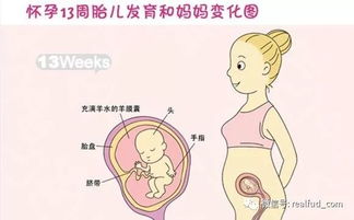 怀孕13周是什么情况 性欲增强 分泌物变多 