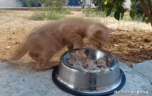 路边蹲着两小猫,天天在等猫妈,不吃猫粮爱吃鱼,望着妈妈去抢鱼