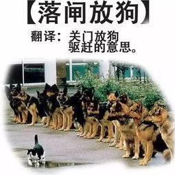 粤语特有的15种狗,其他地方少有 第2种直接笑喷