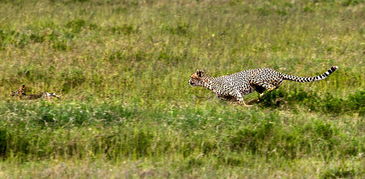 坦桑尼亚草原上演猎豹捕杀野兔惊心场面