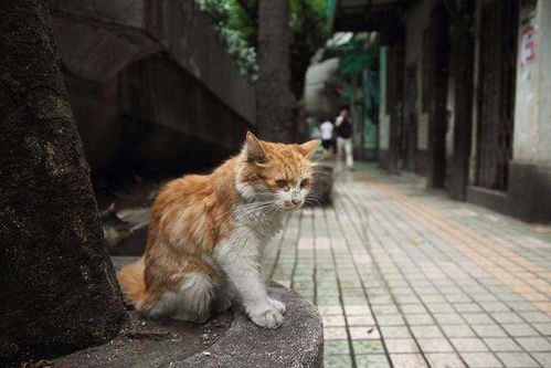 上海一50平楼房救助66只流浪猫,爱猫还是虐猫 善良还是自私
