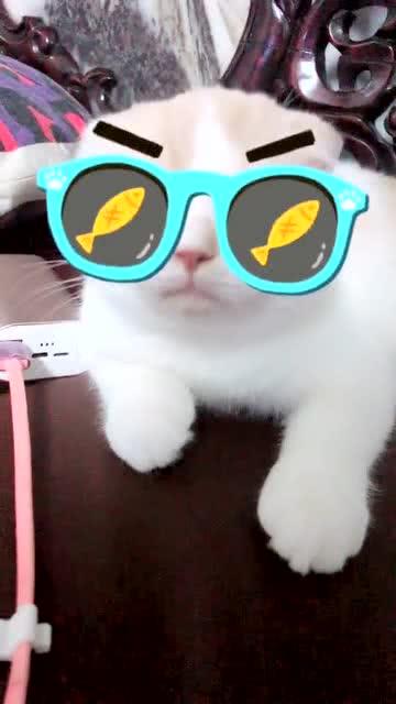 键盘猫怎么戴墨镜(猫猫键盘怎么设置)