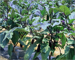 种植茄子需要施什么肥料,京茄10号追肥都使用哪些类型的肥料