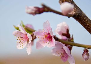关于桃树的古诗句