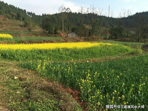 四川风水名地杜太夫人墓,百子千孙官贵多如芝麻,风水大师王君植实拍探索