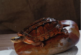 金钱龟的饲养方法,金钱龟的饲养方法和居家摆放