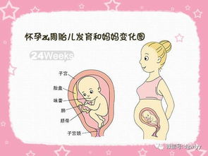 四个怀孕冷知识？怀孕四个阶段(怀孕四个月叫什么)