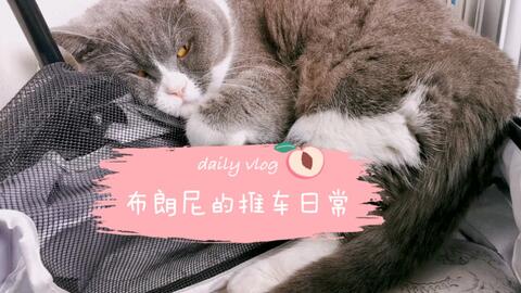 猫咪日常 一只火鸡引起的命案