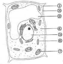 不具有细胞结构的生物是什么？