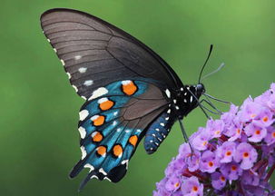 美丽的转变 这些蝴蝶的前身居然也这么绚丽