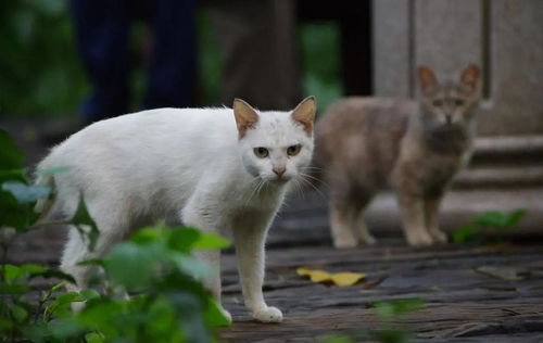 犬猫行为问题学连载35