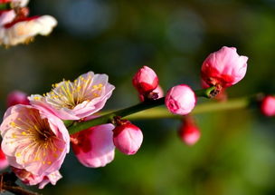 醉是赏梅季 14年上海 