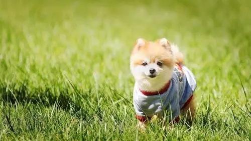 遗弃犬只该罚吗 重庆市养犬管理条例 草案 征求意见