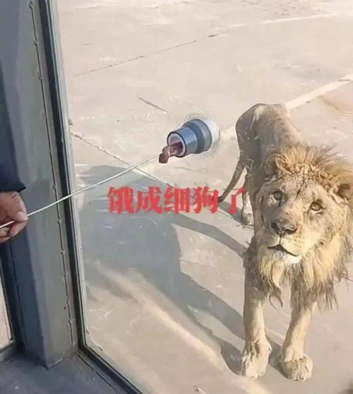 邯郸丨一动物园狮子骨瘦如柴疑遭虐待,官方回应 不存在虐待现象